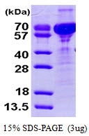 AR09396PU-L - Cornulin