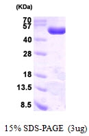 AR09403PU-L - PGD / PGDH
