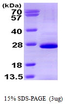 AR09414PU-L - SOX2