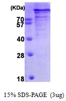 AR09423PU-L - Chromogranin B