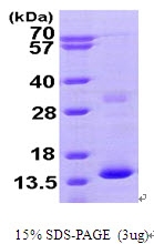 AR09428PU-L - HBZ