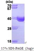 AR09433PU-L - SGTA