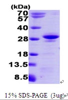 AR09434PU-L - RRAS