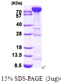 AR09446PU-L - PFKM