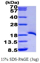 AR09508PU-L - TRAF1 / EBI6