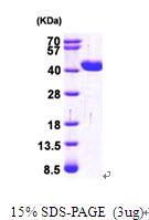 AR09514PU-L - GRHPR