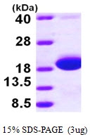 AR09526PU-L - skp