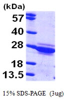 AR09529PU-L - Cytoglobin