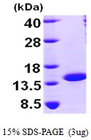 AR09532PU-L - NTF2