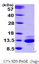 AR09538PU-L - CTNNBIP1
