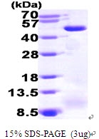 AR09540PU-L - ACADM