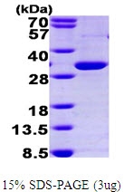 AR09574PU-L - PPAR-gamma