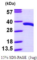 AR09590PU-L - PDXP