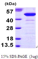 AR09591PU-L - NCF1
