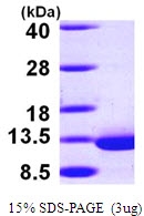 AR09592PU-L - DYNLRB1