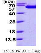 AR09600PU-L - Fascin