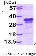 AR09601PU-L - EIF4E