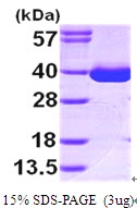 AR09603PU-L - MDH1