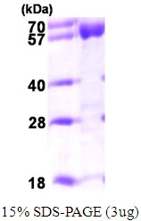 AR09613PU-L - ACADVL