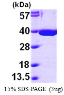 AR09617PU-L - MDH2