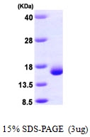 AR09618PU-L - Galectin-2