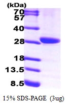 AR09657PU-L - HPGD