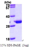 AR09665PU-L - PMM2