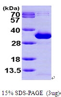 AR09679PU-L - NANP