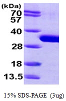AR09701PU-L - SBDS