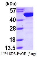 AR09703PU-L - Bleomycin hydrolase