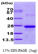 AR09711PU-N - Calneuron-1
