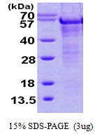 AR09719PU-N - TNIP1