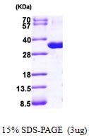 AR09725PU-L - NP