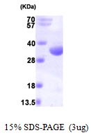 AR09727PU-L - RQCD1