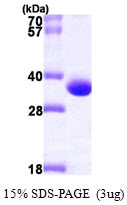 AR09730PU-L - MAWBP