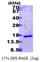 AR09736PU-N - Galectin-14