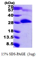 AR09741PU-L - PNPO