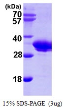 AR09747PU-L - SMNDC1