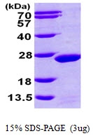 AR09763PU-L - MDP1