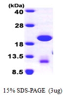 AR09772PU-L - GABARAPL1