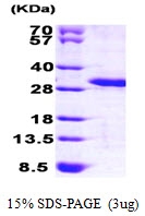 AR09773PU-L - MOBKL3