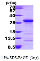 AR09789PU-L - RhoA