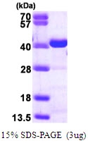 AR09797PU-L - CRKL