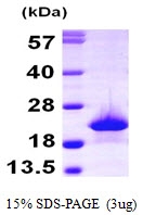 AR09815PU-L - Myoglobin