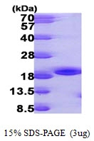 AR09829PU-L - NME3