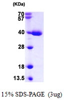 AR09832PU-L - TXNL1