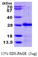 AR09849PU-L - CIB2