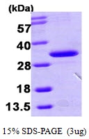 AR09883PU-L - HDHD3