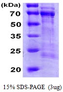 AR09885PU-N - CDC25A
