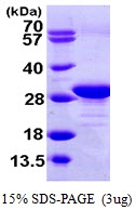 AR09886PU-N - EEF1B